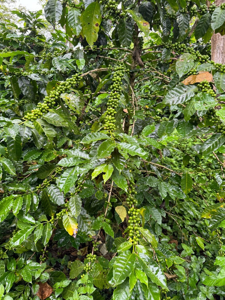 What Makes Coffee “Specialty”? / Jim’s Organic Coffee