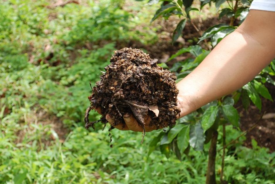 Why Organic Coffee is Better for You and the Planet
