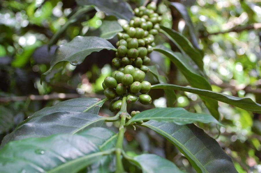 The Benefits of Organic