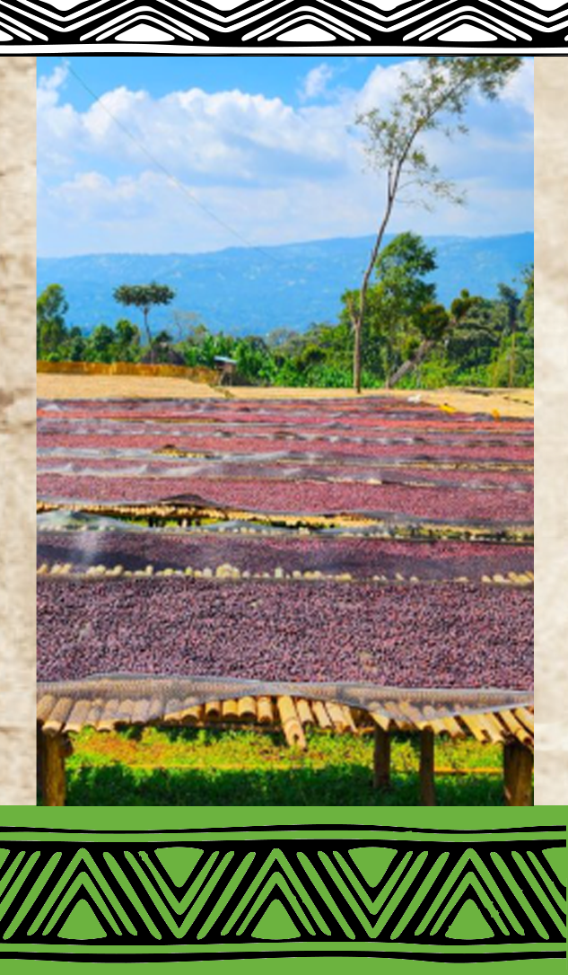 Jim’s Limited Ethiopian Bombe Coffee: A Taste of Sidama