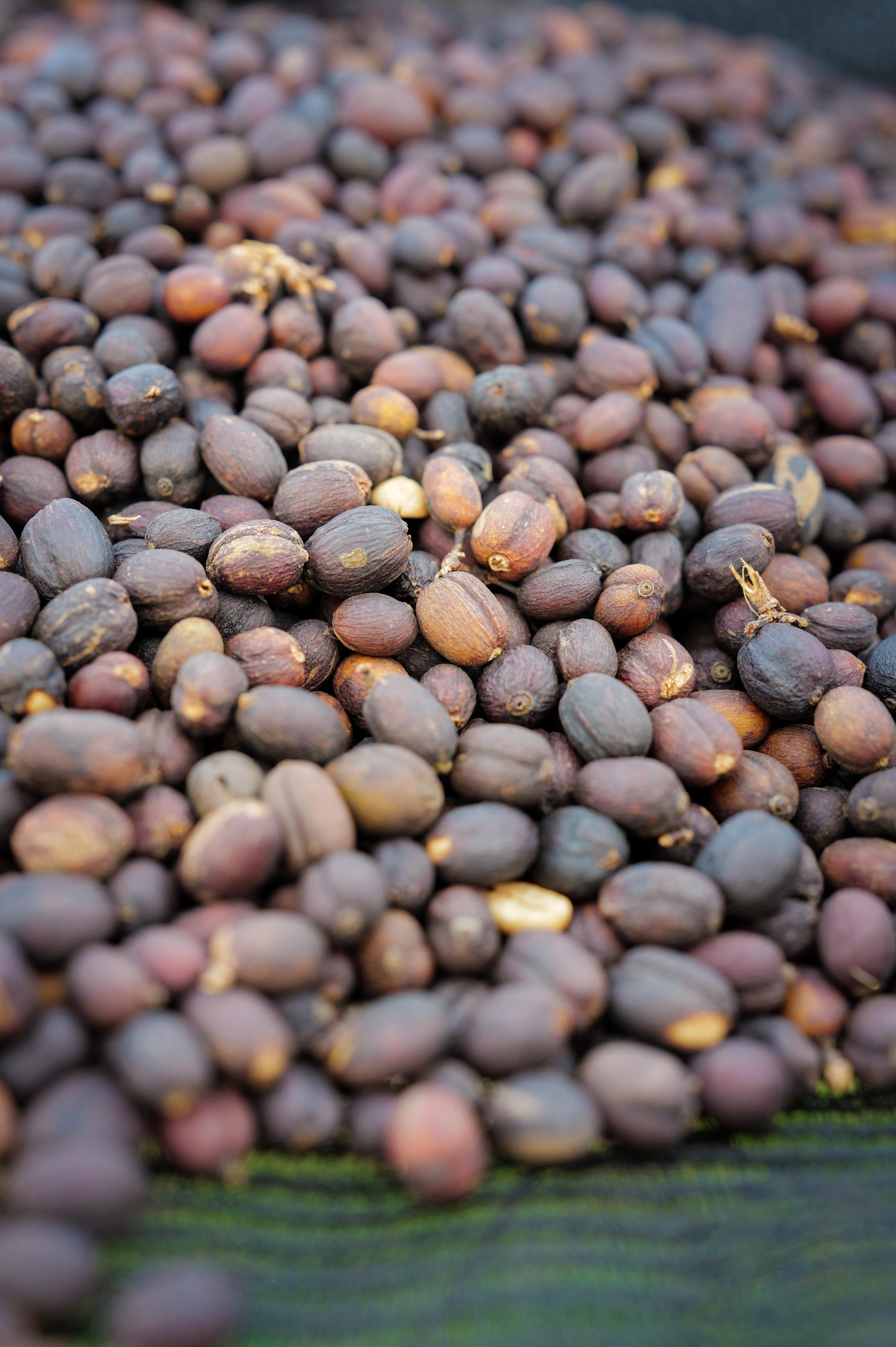 What Is Coffee Processing? A Simple Guide