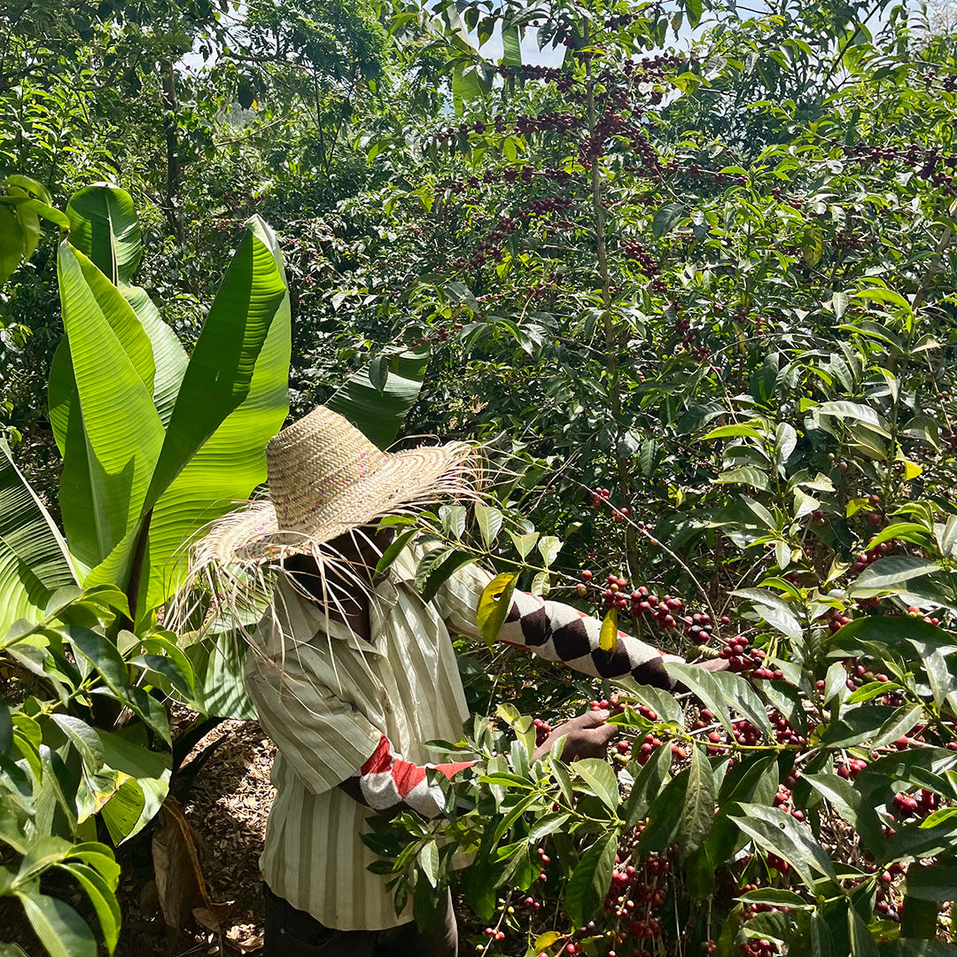The Health Benefits of Organic Coffee