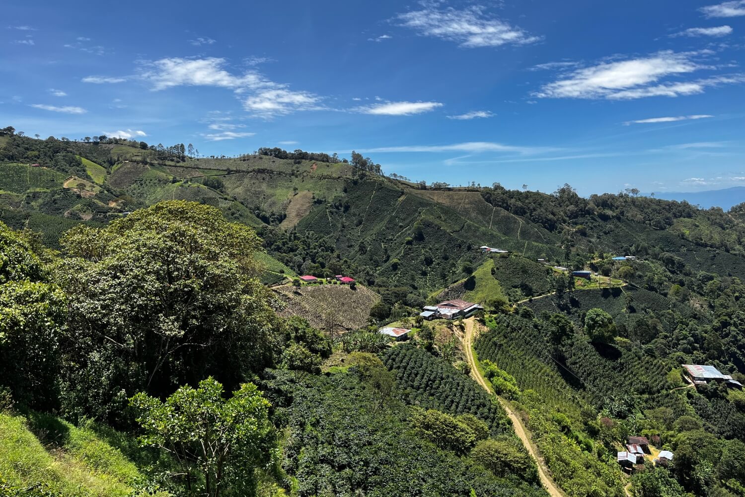 Colombian Certified Regeneratively Grown