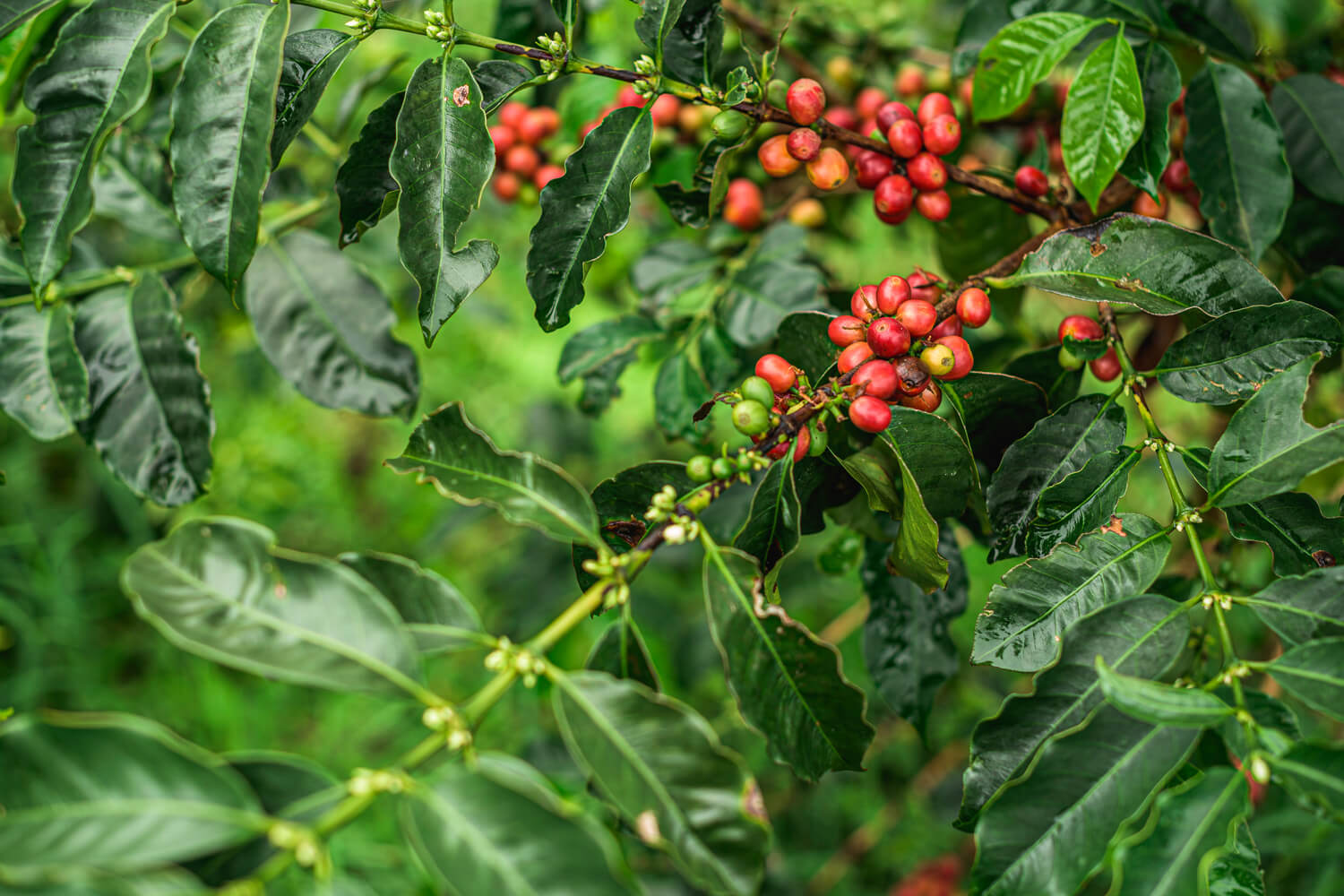 Colombian Certified Regeneratively Grown