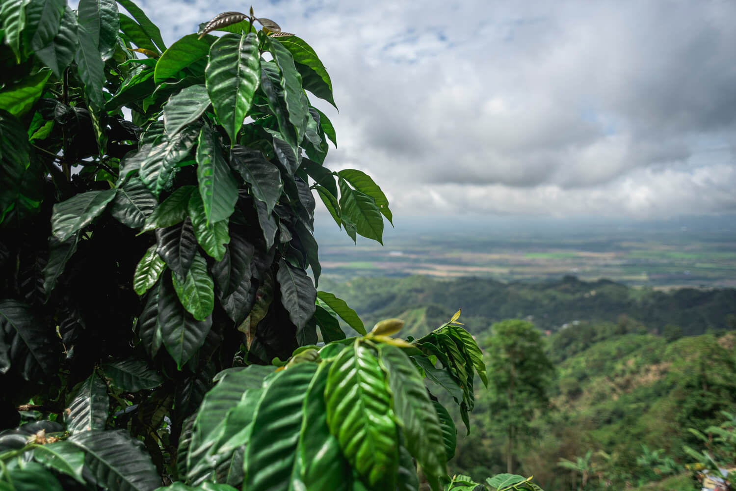 Colombian Certified Regeneratively Grown