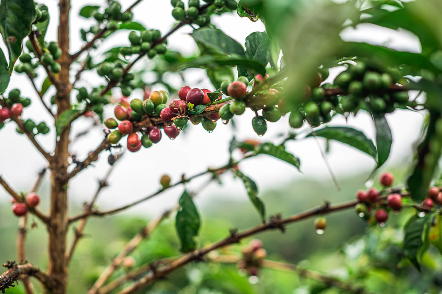 Colombian Certified Regeneratively Grown