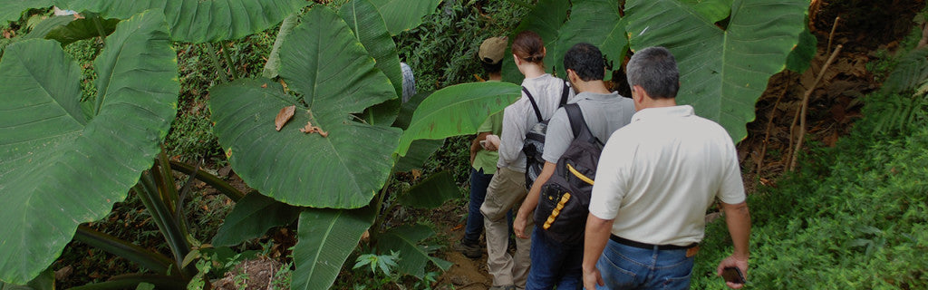 Group of men in the rain forest