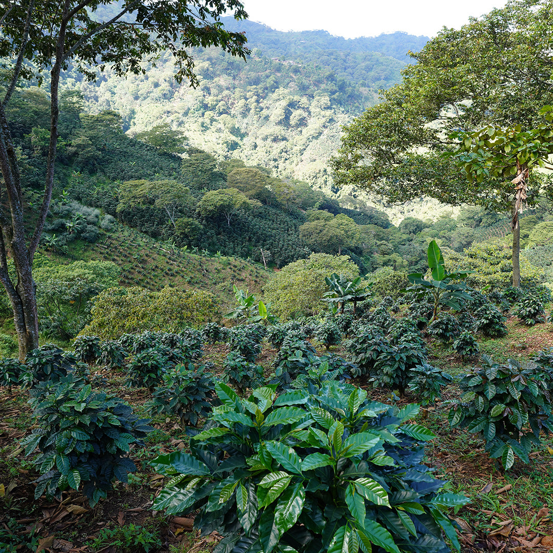 Colombian