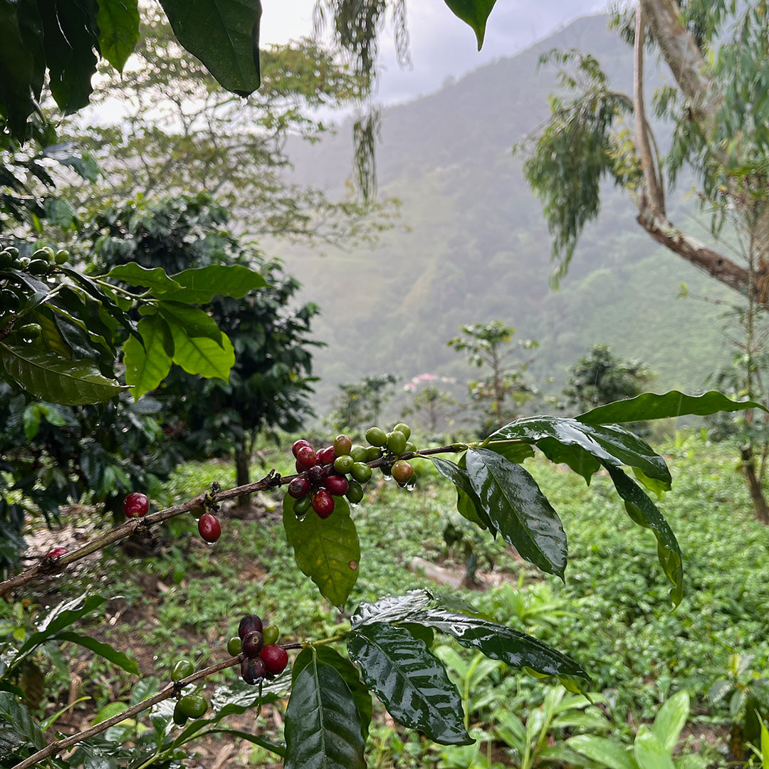 Colombian