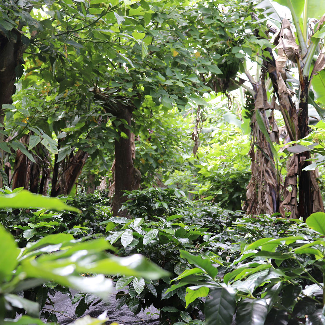 Costa Rican Hacienda La Amistad