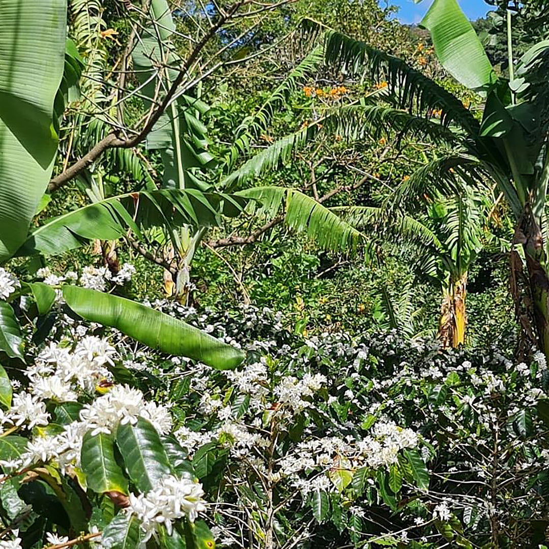 Costa Rican Hacienda La Amistad