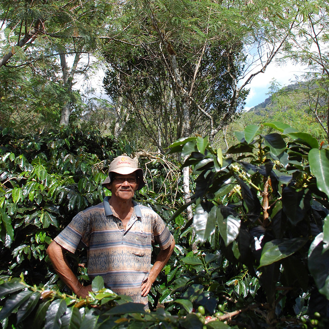 Sumatra French Roast